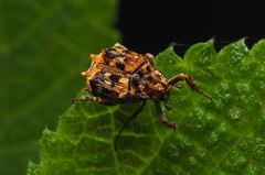 Dasyvalgus formosanus