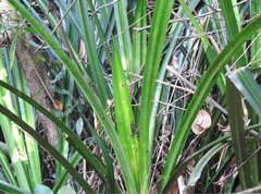 Pandanus austrosinensis