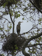 Ardea cinerea