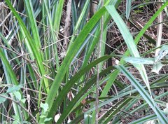Pandanus austrosinensis