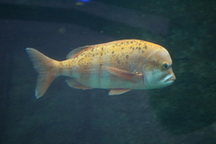 Chrysoblephus gibbiceps