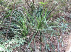 Pandanus austrosinensis