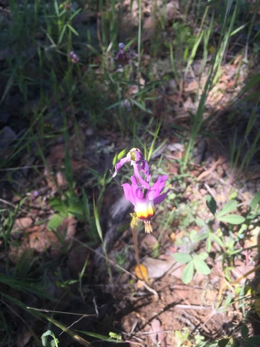 iNaturalist observation photo of Padre's Shooting Star