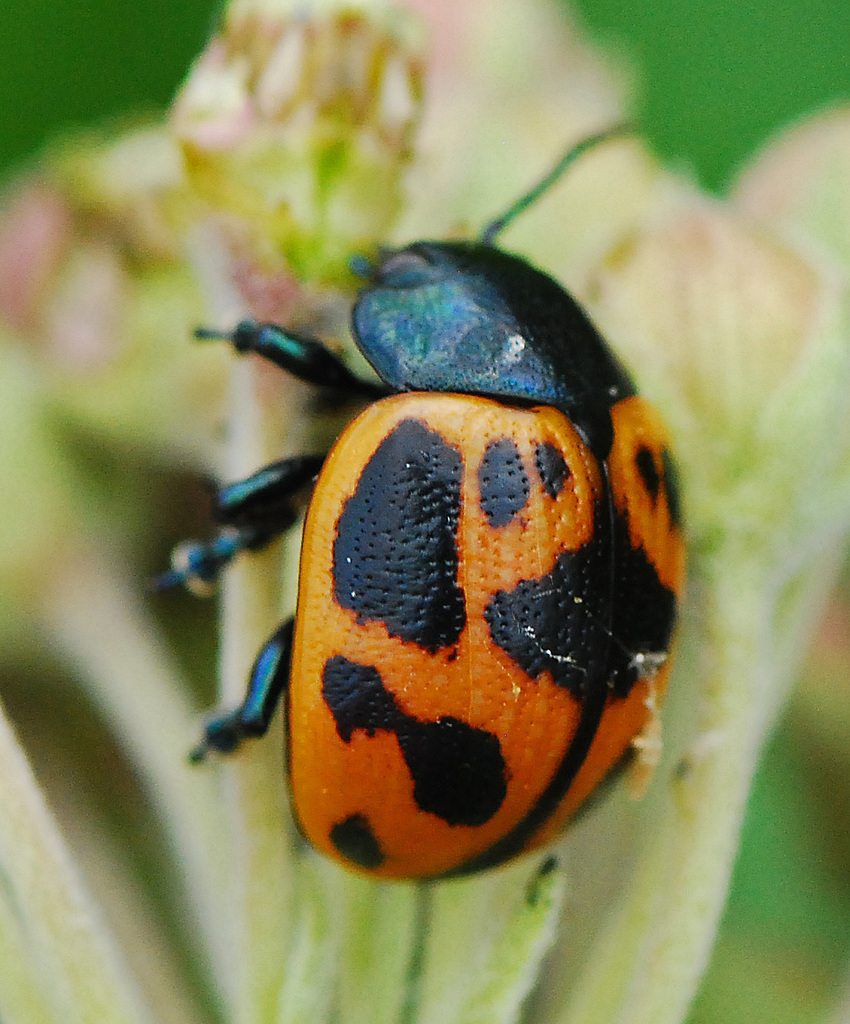 Labidomera