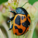 Escarabajos del Algodoncillo - Photo (c) Jerry Oldenettel, algunos derechos reservados (CC BY-NC-SA)