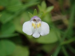 Mazus pumilus