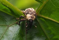 Sternuchopsis trifida