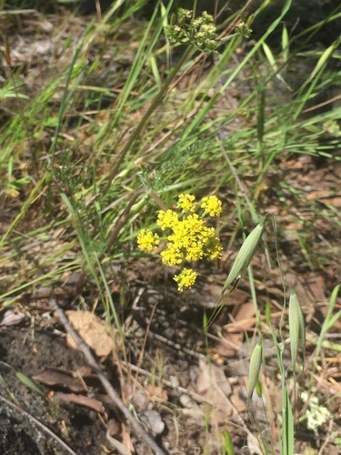 iNaturalist observation photo of Foothill desert-parsley
