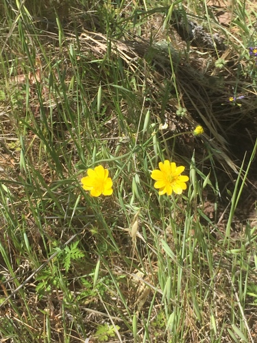 iNaturalist observation photo of California buttercup