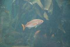 Pterogymnus laniarius