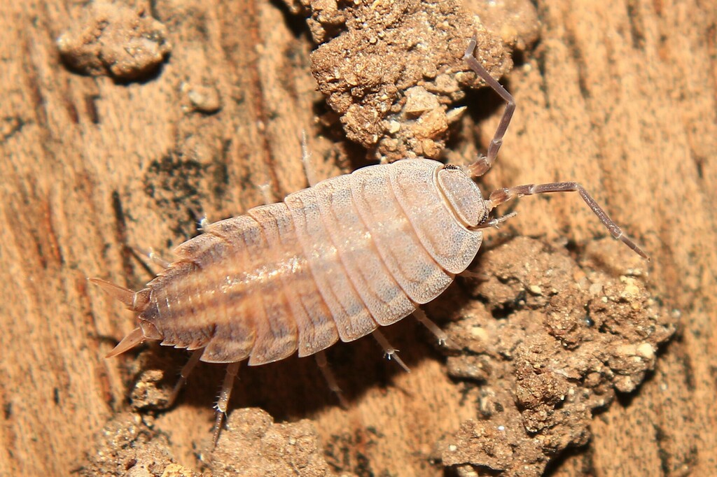 Six-striped Woodlouse