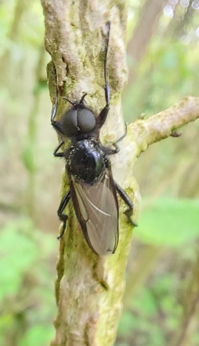 Hawthorn Fly, 4384 Vlissingen, Nederland, photo 10 of 10