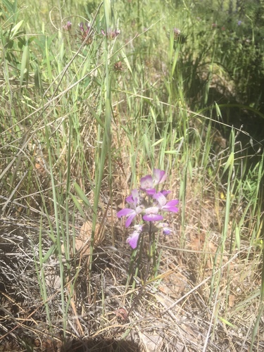 iNaturalist observation photo of Purple Chinese Houses