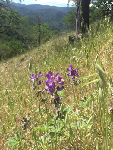 iNaturalist observation photo of arroyo lupine