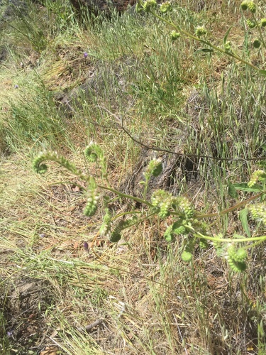 iNaturalist observation photo of shade phacelia