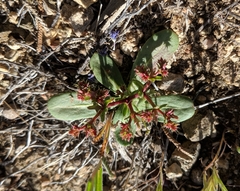 Centrostegia thurberi