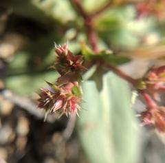 Centrostegia thurberi