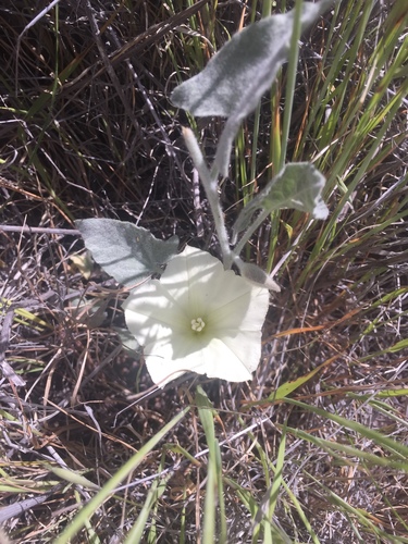 iNaturalist observation photo of Sierra False Bindweed