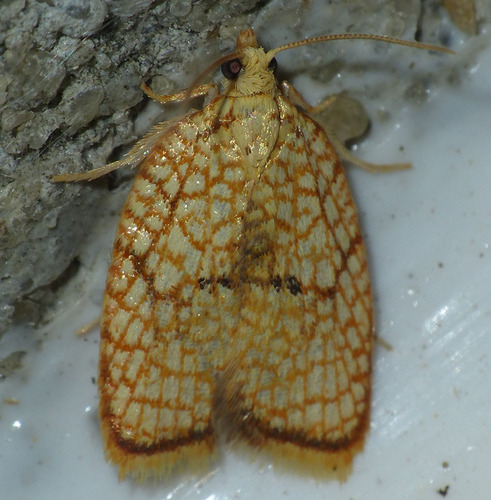 Acleris forsskaleana