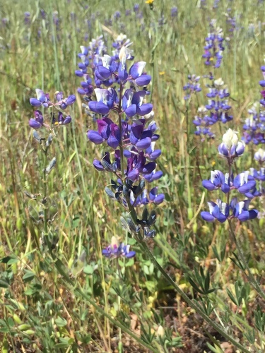 iNaturalist observation photo of Sky Lupine