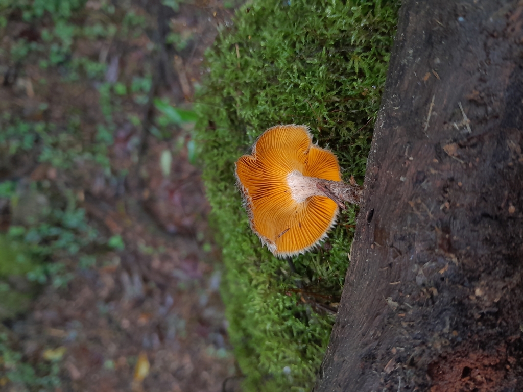 Lentinus berteroi · April 2024 · photo: © unaecoturismo (iNaturalist, cc-by-sa)