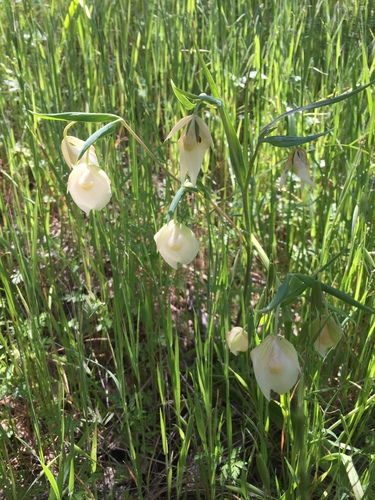 iNaturalist observation photo of White Globe Lily