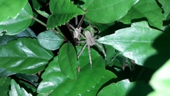 Phoneutria boliviensis