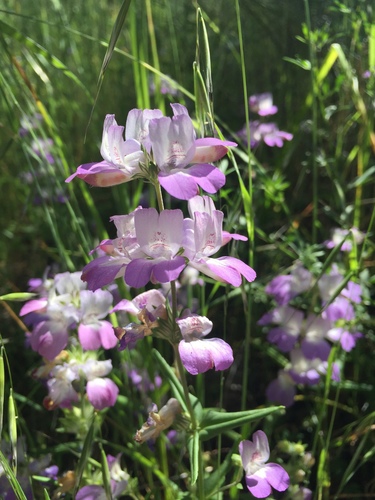iNaturalist observation photo of Purple Chinese Houses