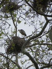 Ardea cinerea