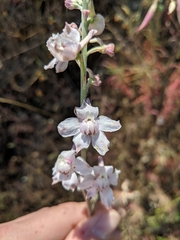 Delphinium hansenii