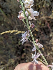 Delphinium hansenii