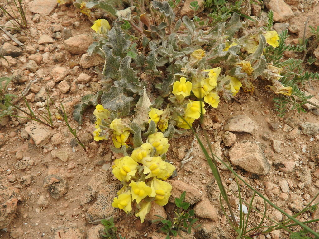 Kickxia dentata