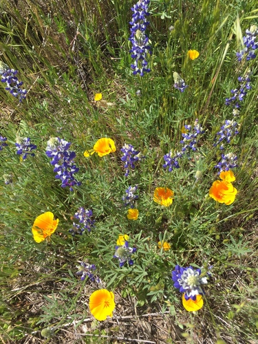iNaturalist observation photo of California poppy