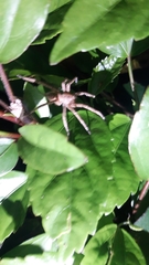 Phoneutria boliviensis