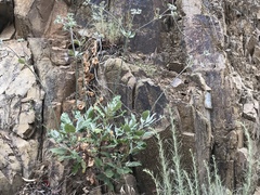 Eriogonum giganteum