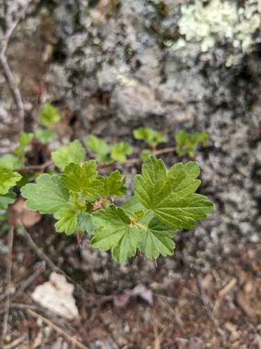 Image of Ribes rotundifolium by (c) Alaina Krakowiak, some rights reserved (CC BY)