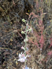 Delphinium hansenii