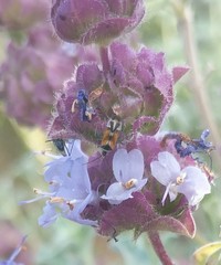 Macrotylus vanduzeei