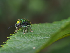 Abirus fortunei