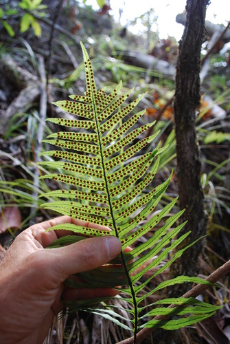 Polypodium pellucidum var. acuminatum
