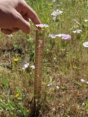 Leptosiphon montanus