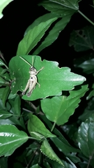 Ommatolampis perspicillata