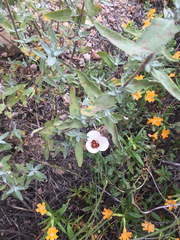 Calochortus catalinae