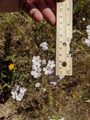 Leptosiphon montanus