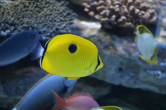 Chaetodon interruptus