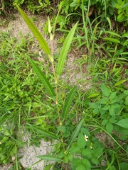 Tadehagi triquetrum