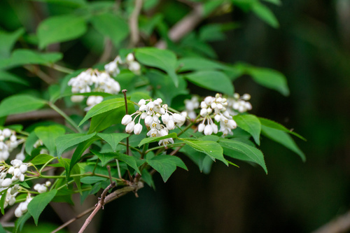 Japanese bladdernut (Staphylea bumalda)