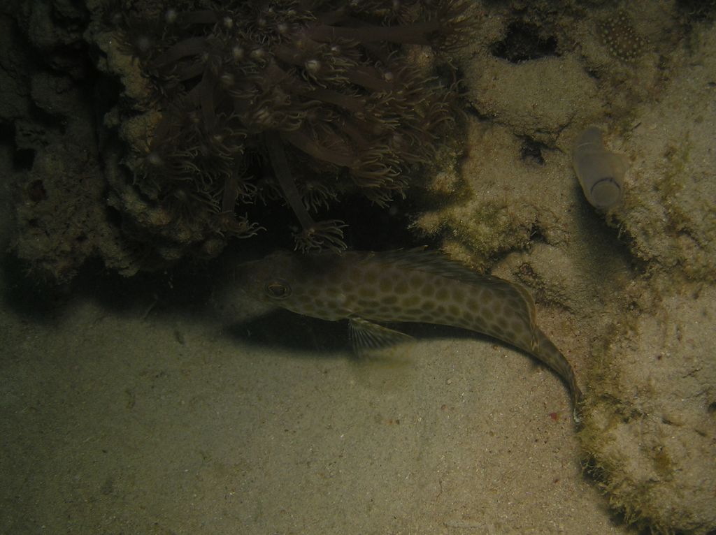 Areolate grouper
