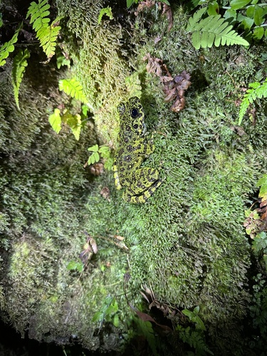 Amami Oshima Frog, Odorrana splendida