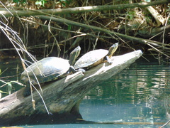 Trachemys venusta cataspila